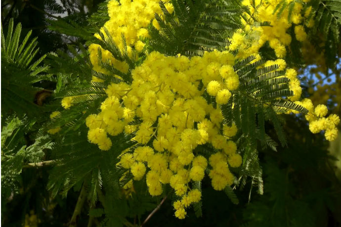 mimosa w